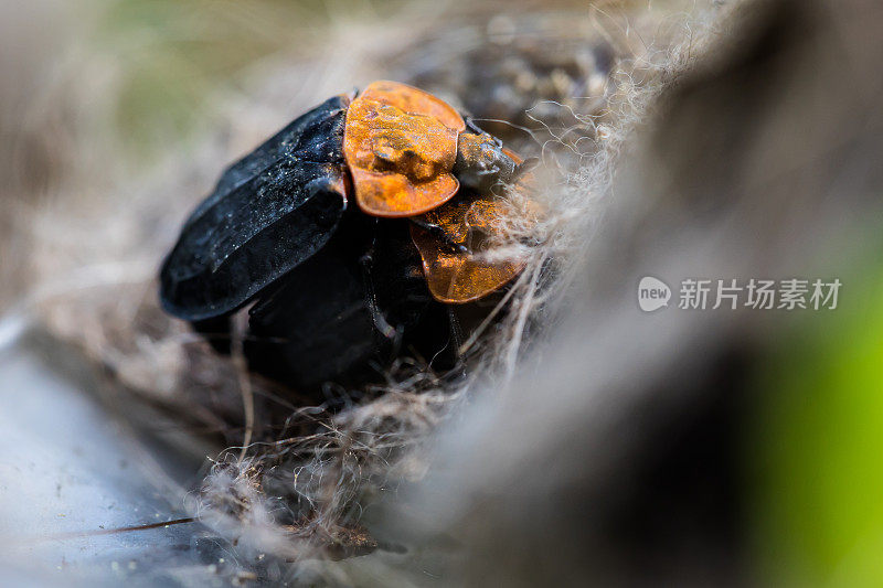 红胸腐尸甲虫(Oiceoptoma thoracic)